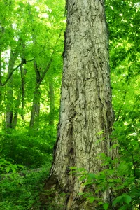 Northern Red Oak (Quercus rubra) plant