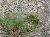 Bulbostylis densa