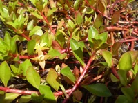 Creeping Primrose-willow (Ludwigia repens) plant