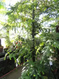 Retrophyllum rospigliosii (Retrophyllum rospigliosii) plant