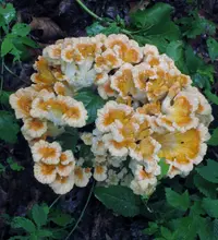 White-pored Chicken of the Woods