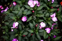 Catharanthus roseus many flowers