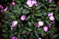 Catharanthus roseus many flowers