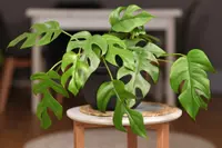 Mini Monstera (Rhaphidophora tetrasperma) plant
