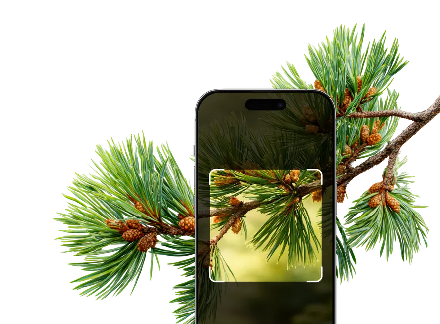 Conifer Identification – Hero