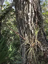 Manatee River airplant