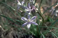 blue funnel lily