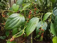 black pepper