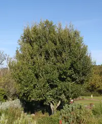 White Pear