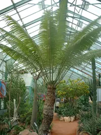 Madagascar cycad