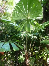 Queensland Fan Palm (Licuala ramsayi) plant