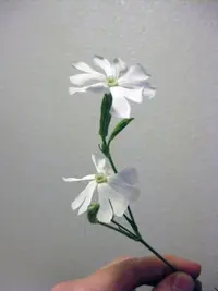 African dream root (Silene undulata) plant