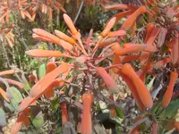 Jewel Aloe