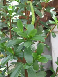 congonita