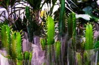 Euphorbia trigona plants