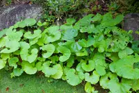 Giant butterbur