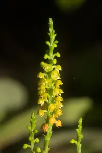 lesser yellowspike orchid (Polystachya foliosa) plant