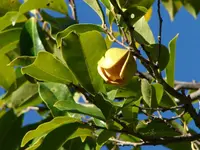 mountain soursop (Annona montana) plant