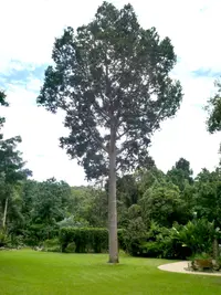 Queensland kauri