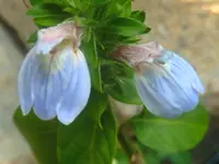 Blue Justicia