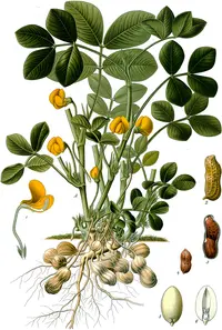 Pindar