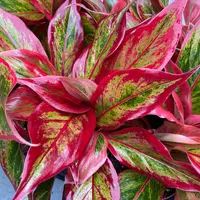 Chinese Evergreen