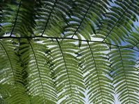 Dicksonia antarctica