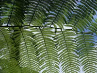 Dicksonia antarctica