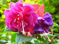 Fuchsia × standishii blooms