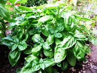 sweet basil (Ocimum basilicum) plant