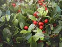 possumhaw viburnum (Viburnum nudum) plant