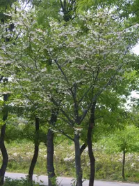 Japanese snowbell