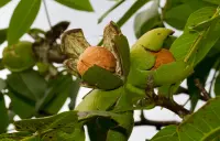Persian Walnut (Juglans regia) plant
