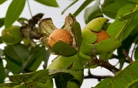 Persian Walnut (Juglans regia) plant