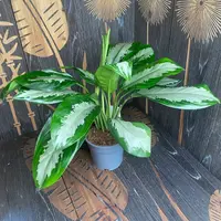 Chinese Evergreen