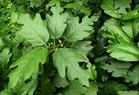oakleaf fig