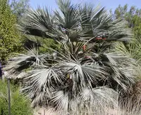 Mexican Blue Palm
