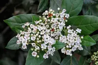 Laurustinus