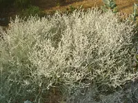 Java aerva