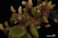 Coleus prostratus