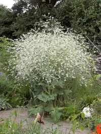 greater sea-kale