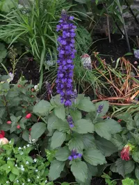 Sage (Salvia Mystic Spires) plant