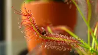 Drosera capensis