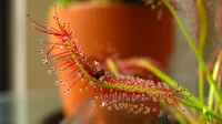 Drosera capensis