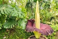 Corpse Flower in th egarden