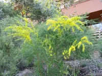 gold-dust acacia (Acacia acinacea) plant
