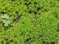 barbula moss