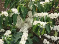 Arabica coffee