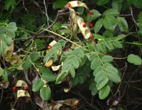 red beadtree