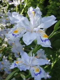 fringed iris